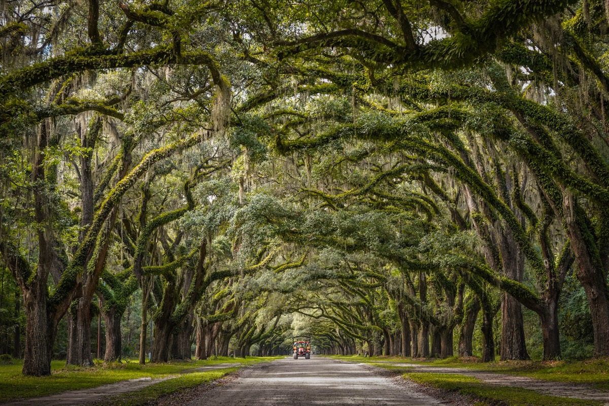 Savannah collection cover